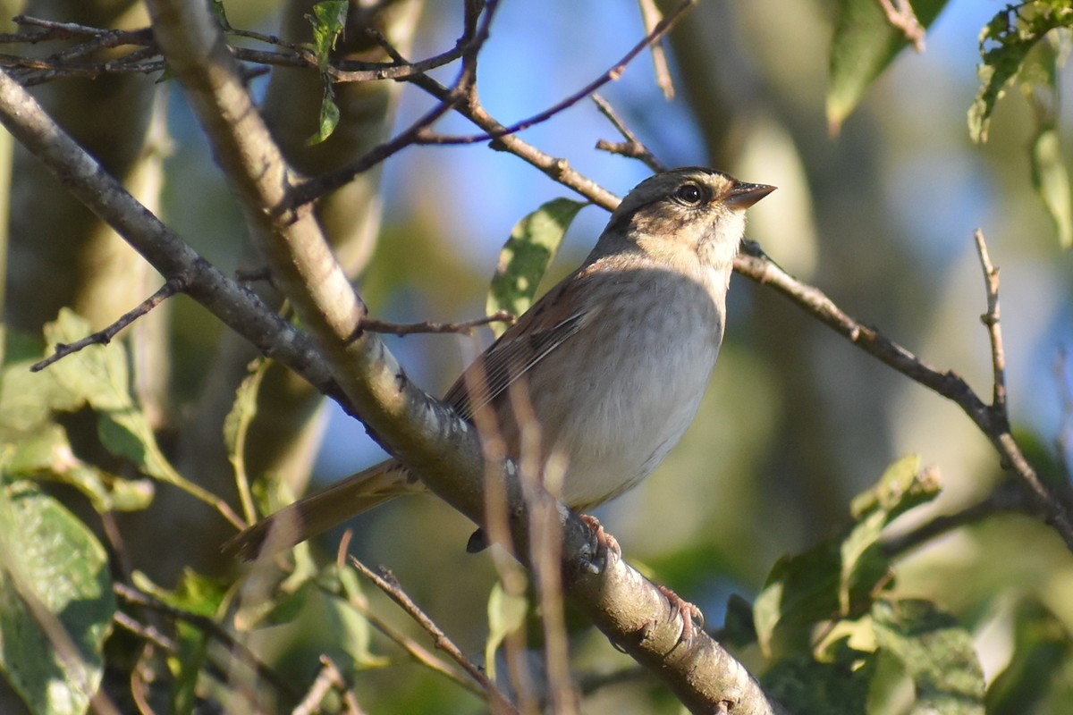 Swamp Sparrow - ML644342385