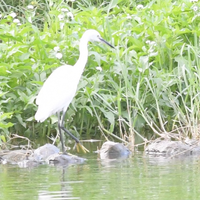 Little Egret - ML644342396