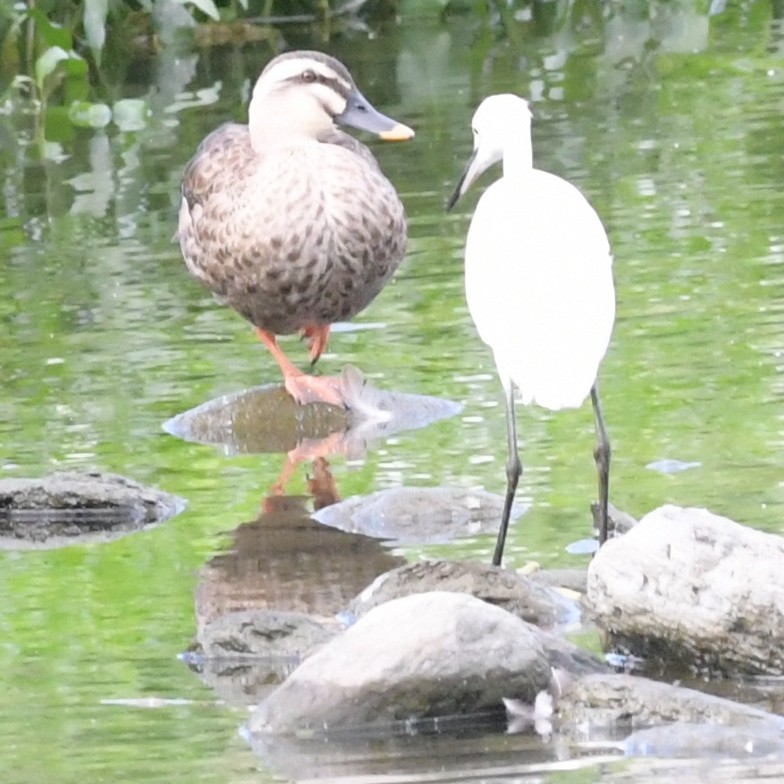 Little Egret - ML644342397