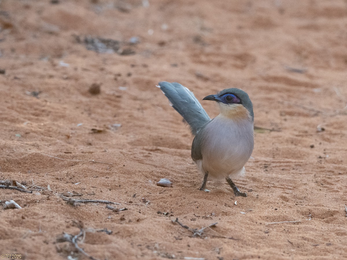 Running Coua - ML644342399