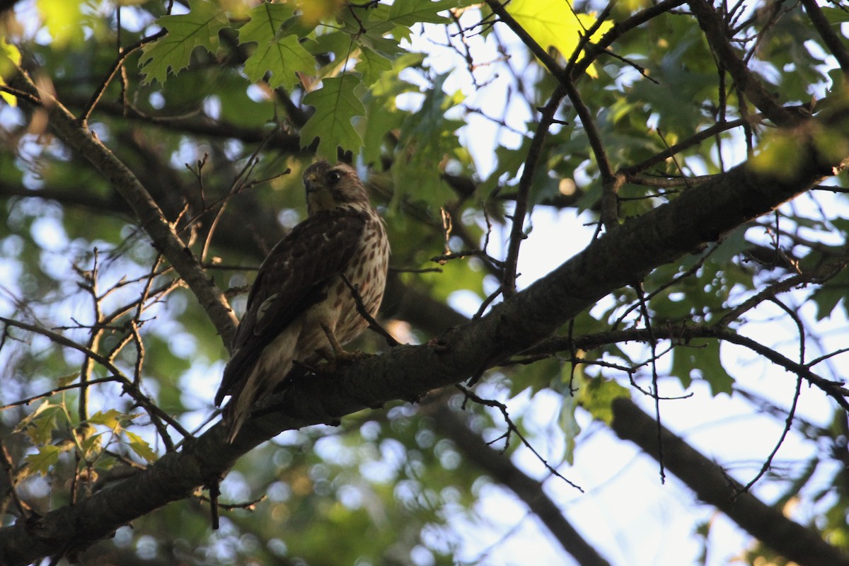 Broad-winged Hawk - ML644342400