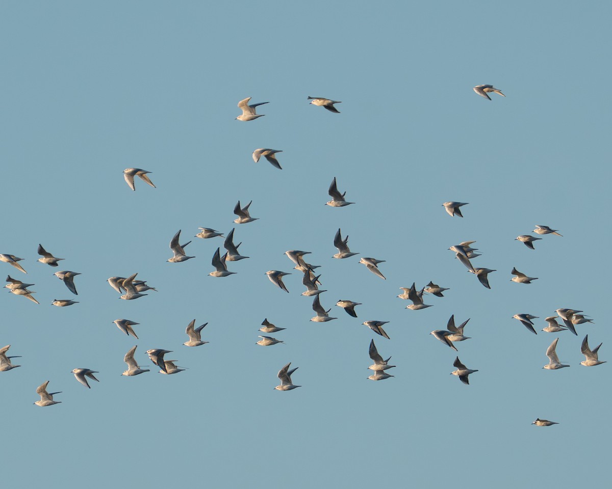 Bonaparte's Gull - ML644342401