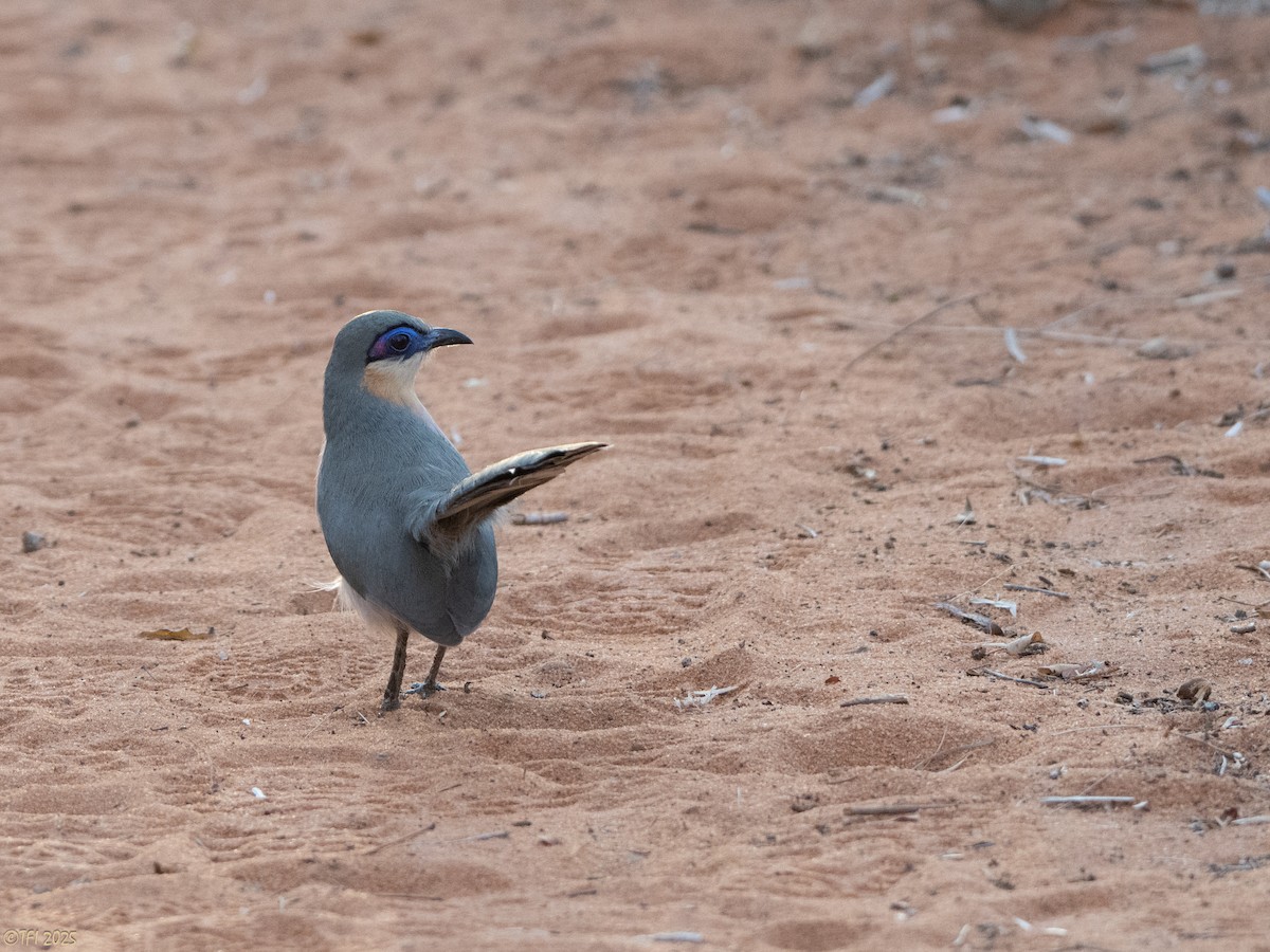 Running Coua - ML644342402