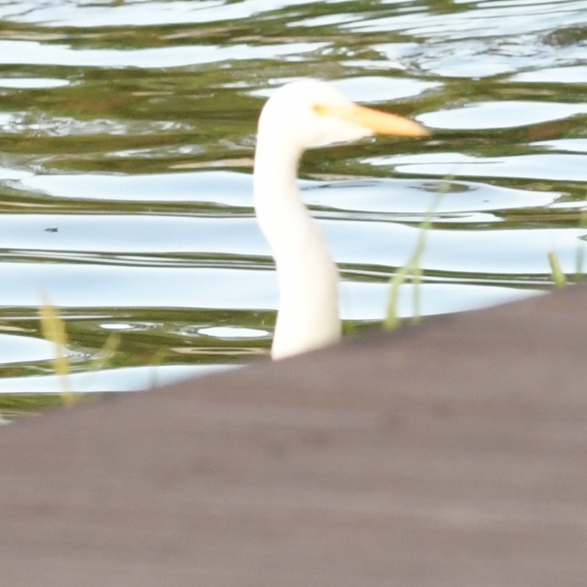 Medium Egret - ML644342403
