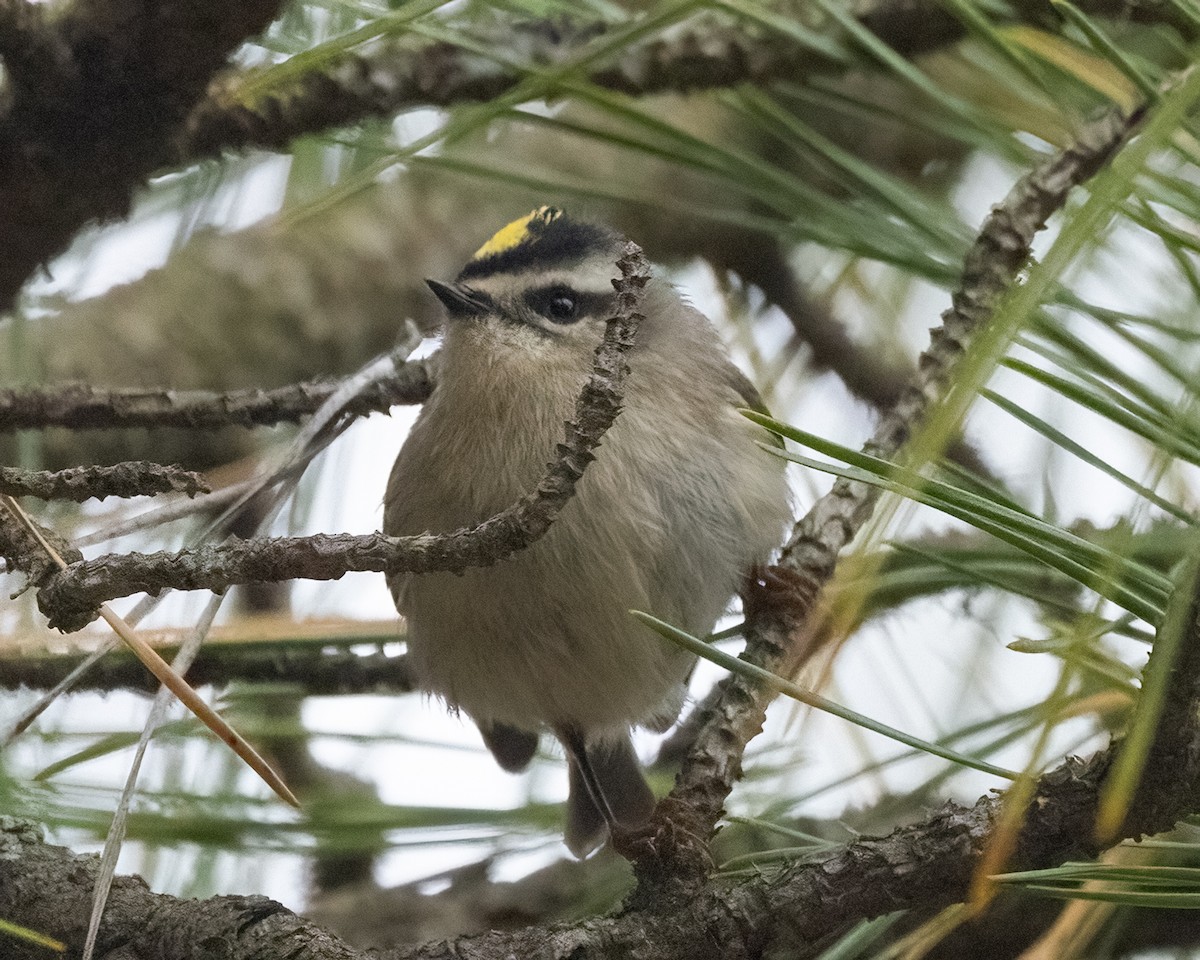 Golden-crowned Kinglet - ML644342404