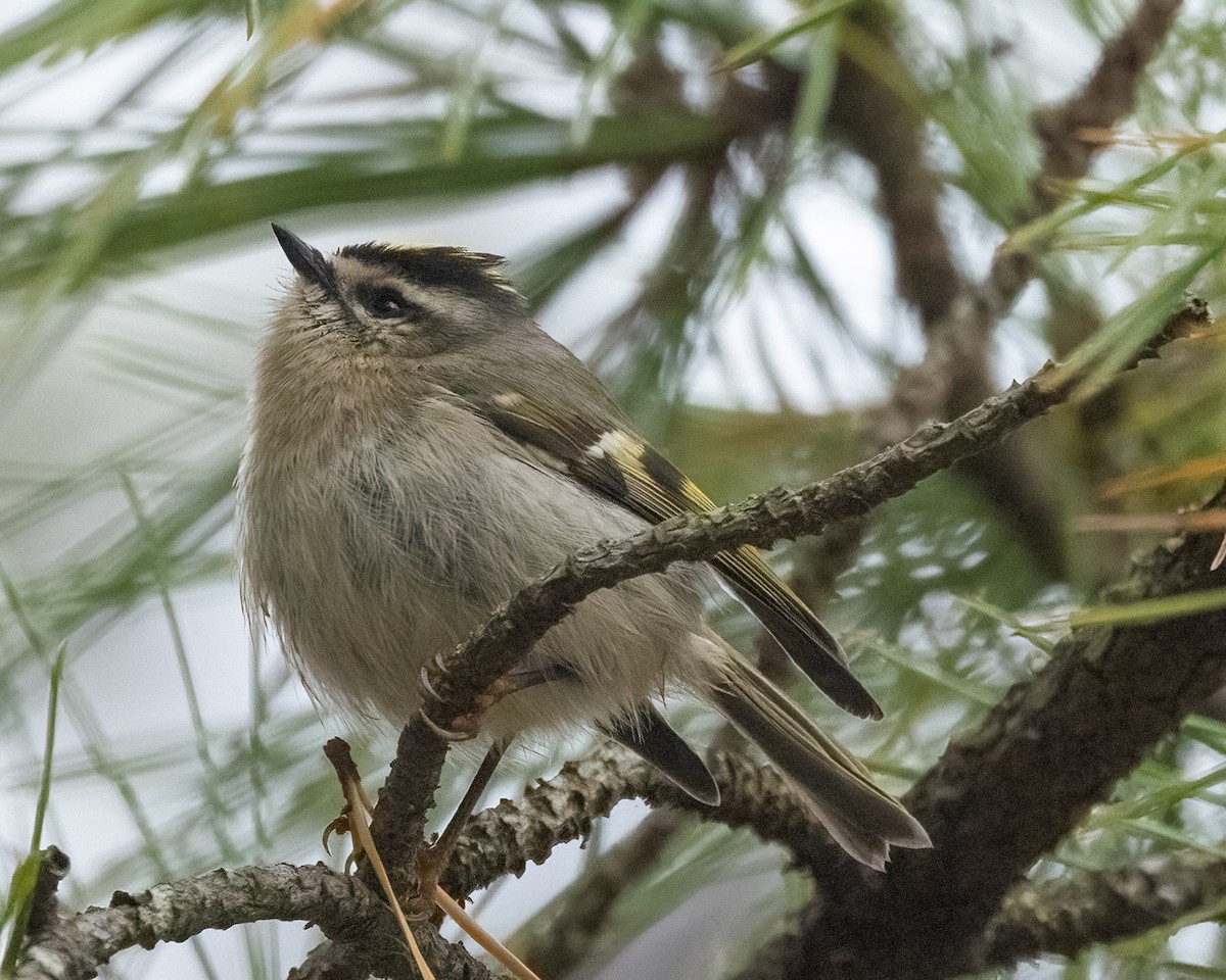 Golden-crowned Kinglet - ML644342405