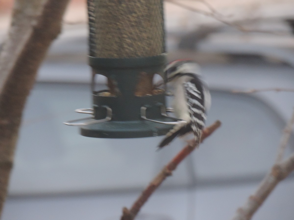 Downy Woodpecker - ML644342406