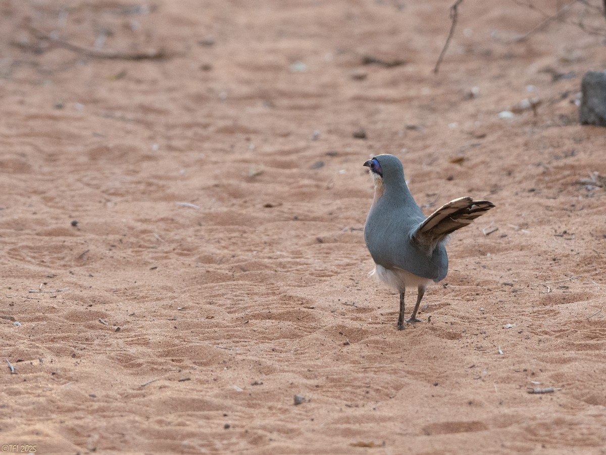 Running Coua - ML644342407