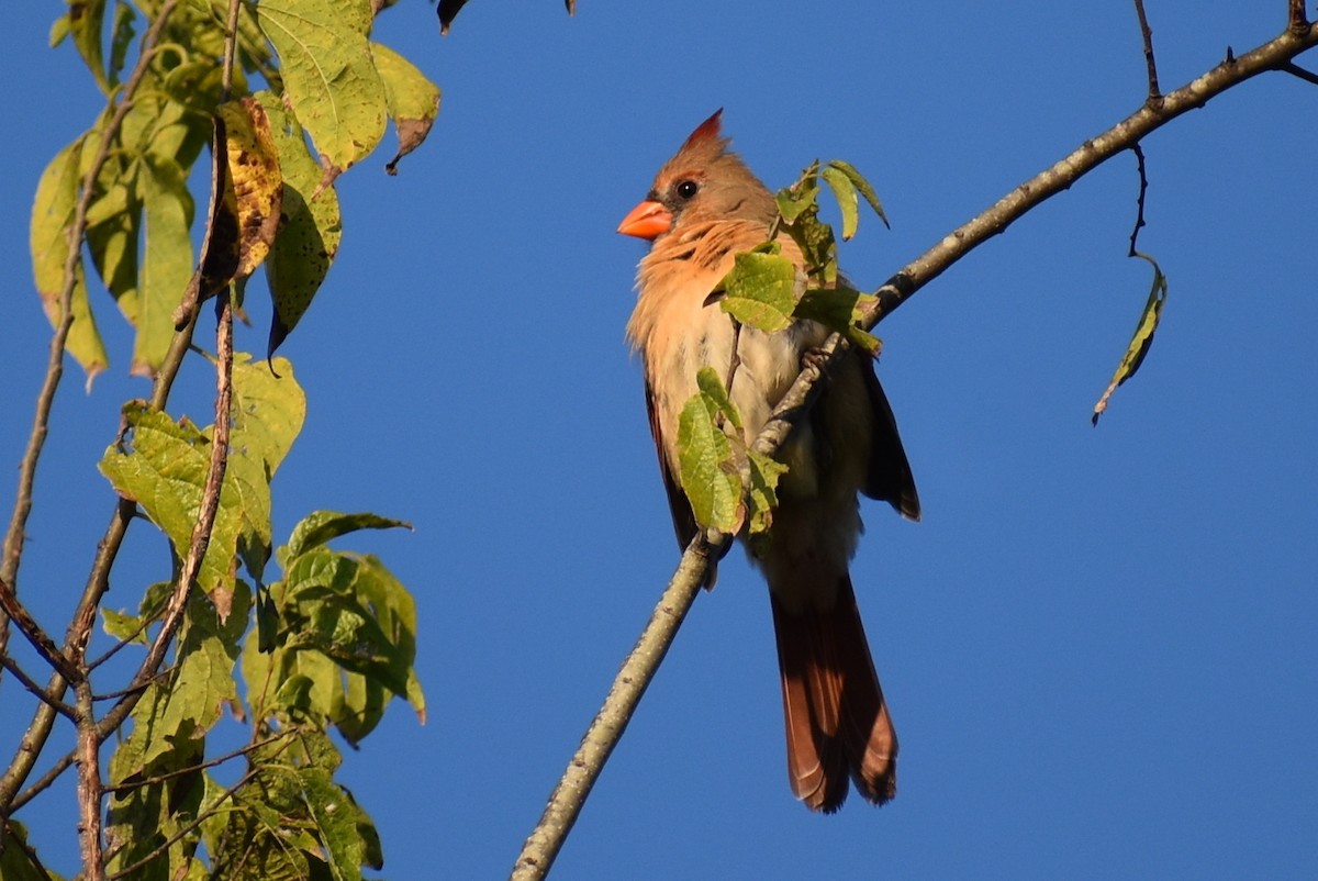 Northern Cardinal - ML644342408
