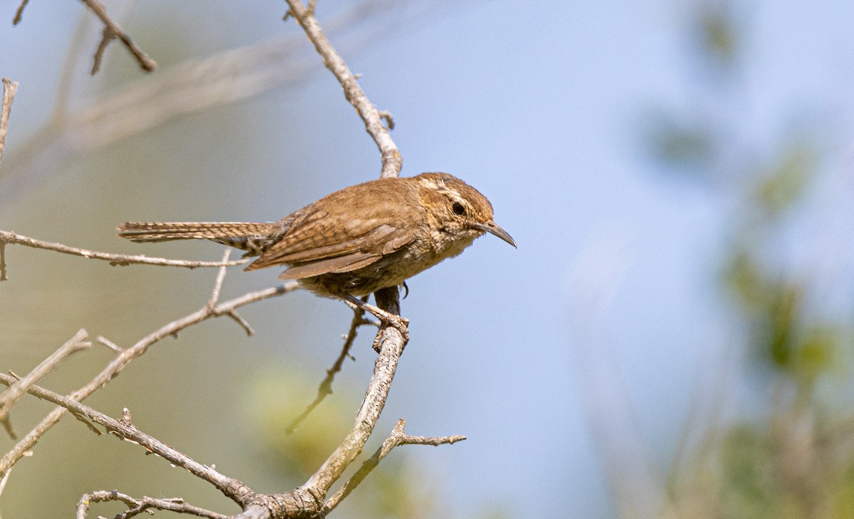 Bewick's Wren - ML644342409