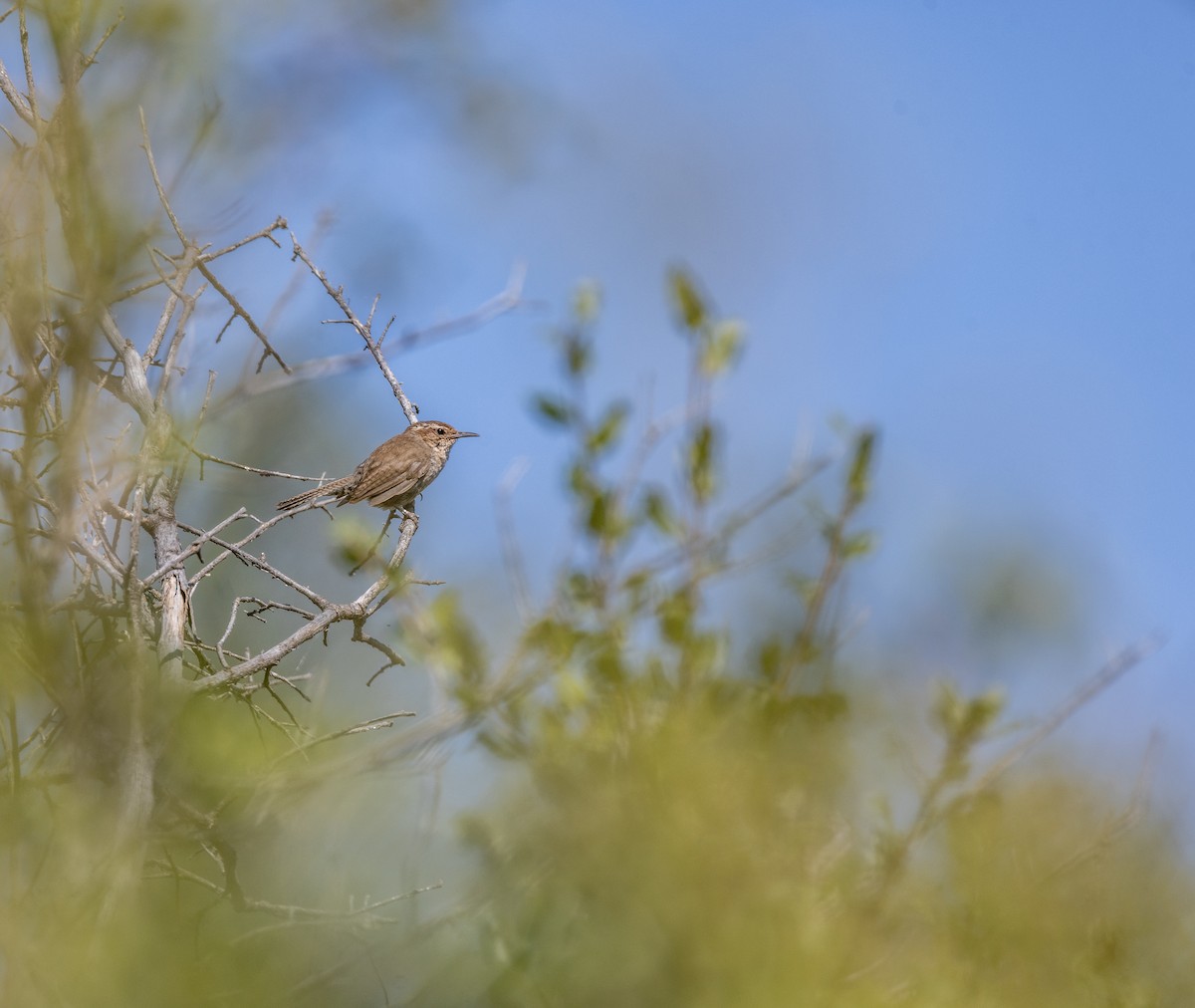 Bewick's Wren - ML644342410