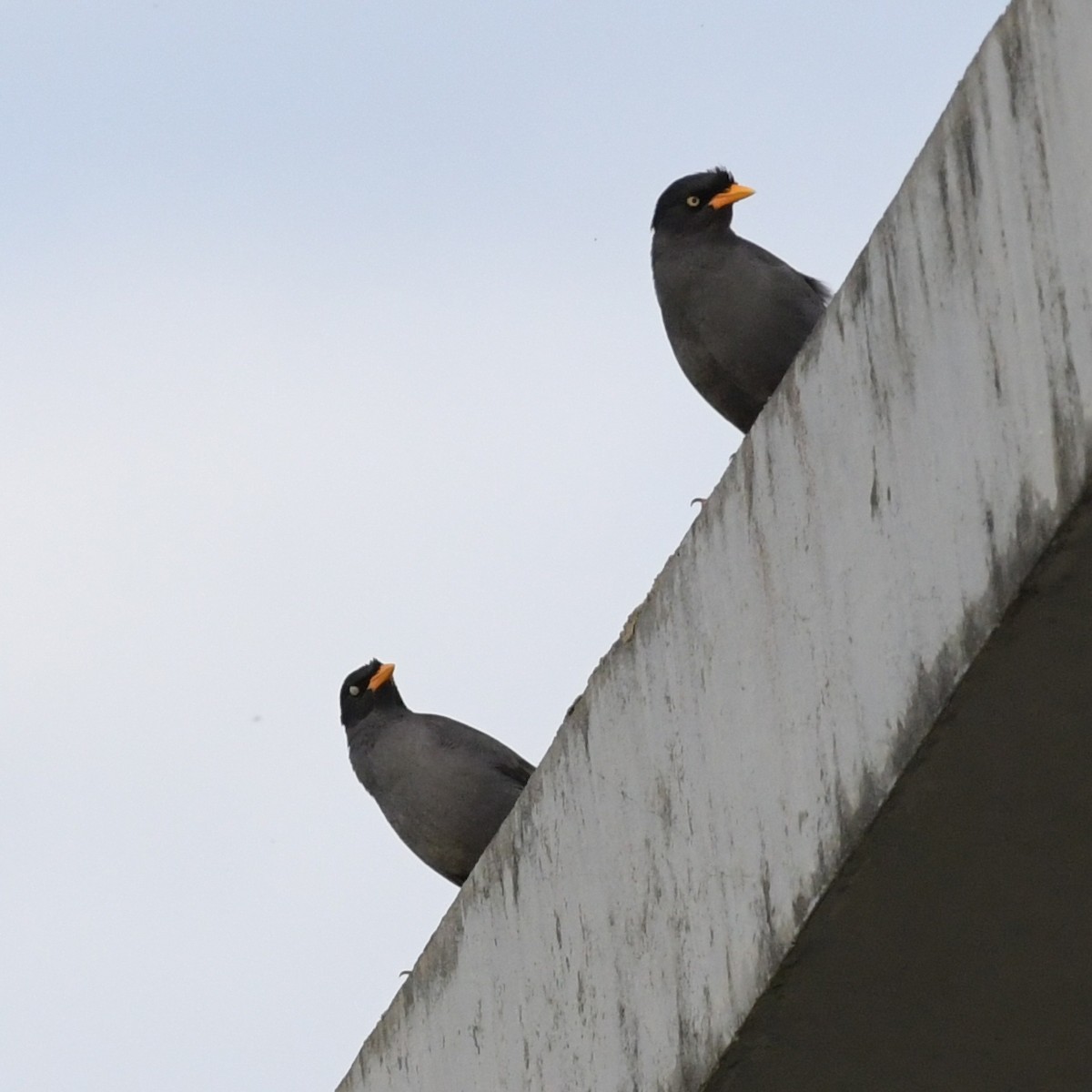 Javan Myna - ML644342411