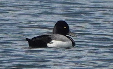 Lesser Scaup - ML644342412