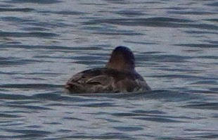 Lesser Scaup - ML644342414