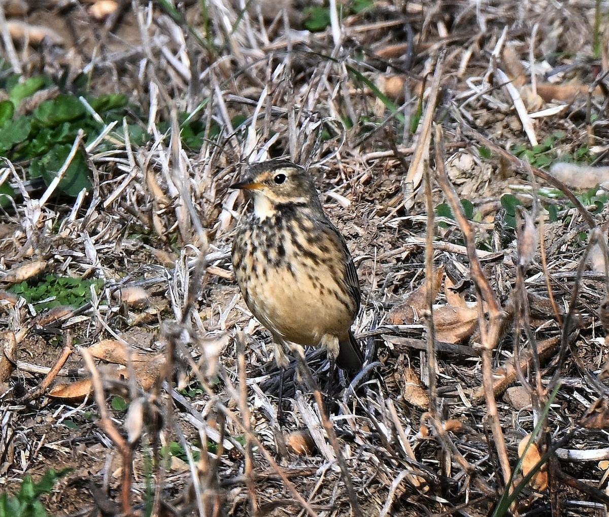 American Pipit - ML644342415