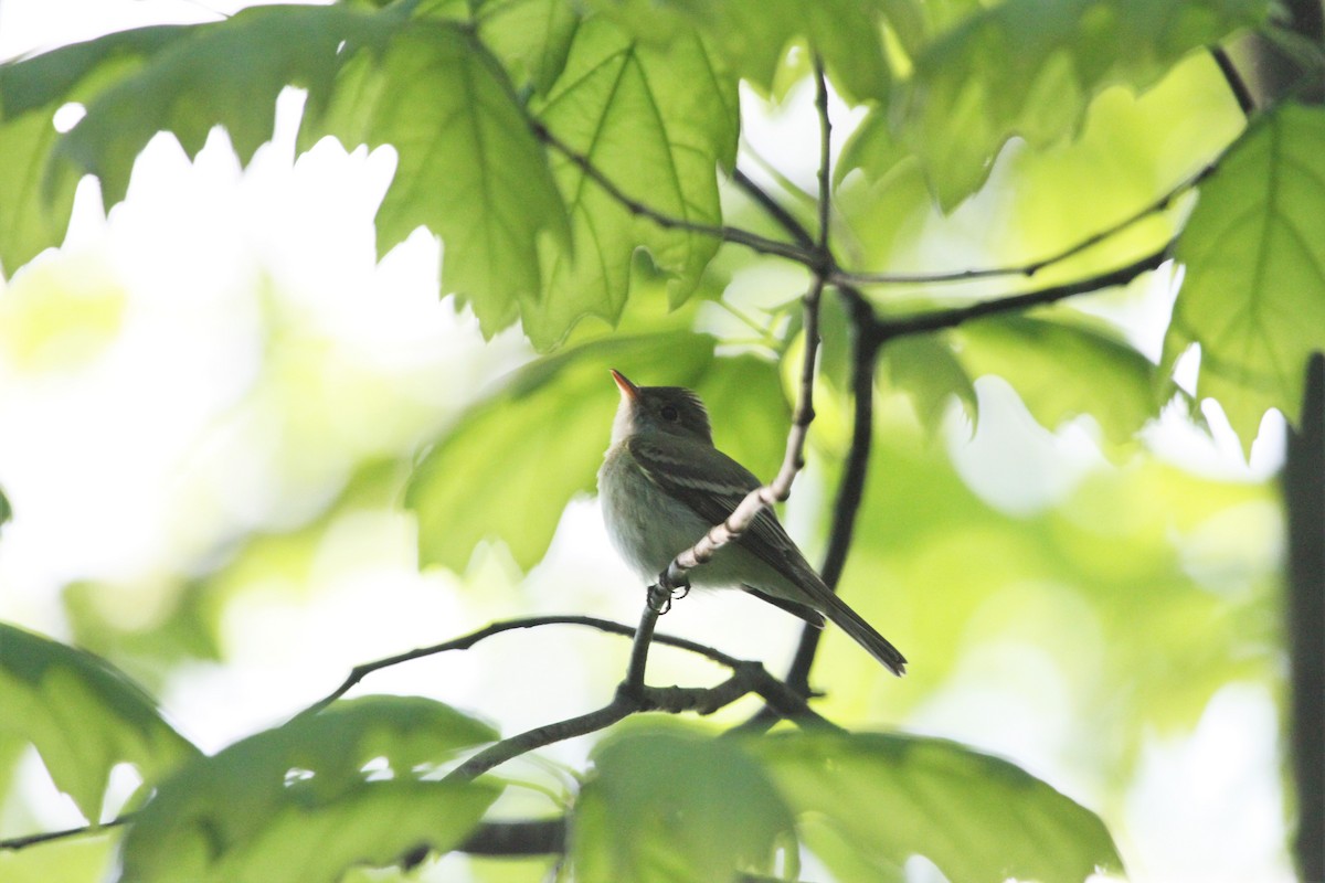 Acadian Flycatcher - ML644342416