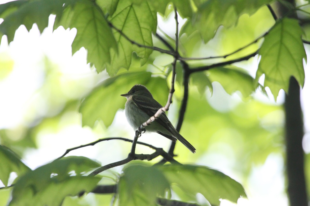 Acadian Flycatcher - ML644342417