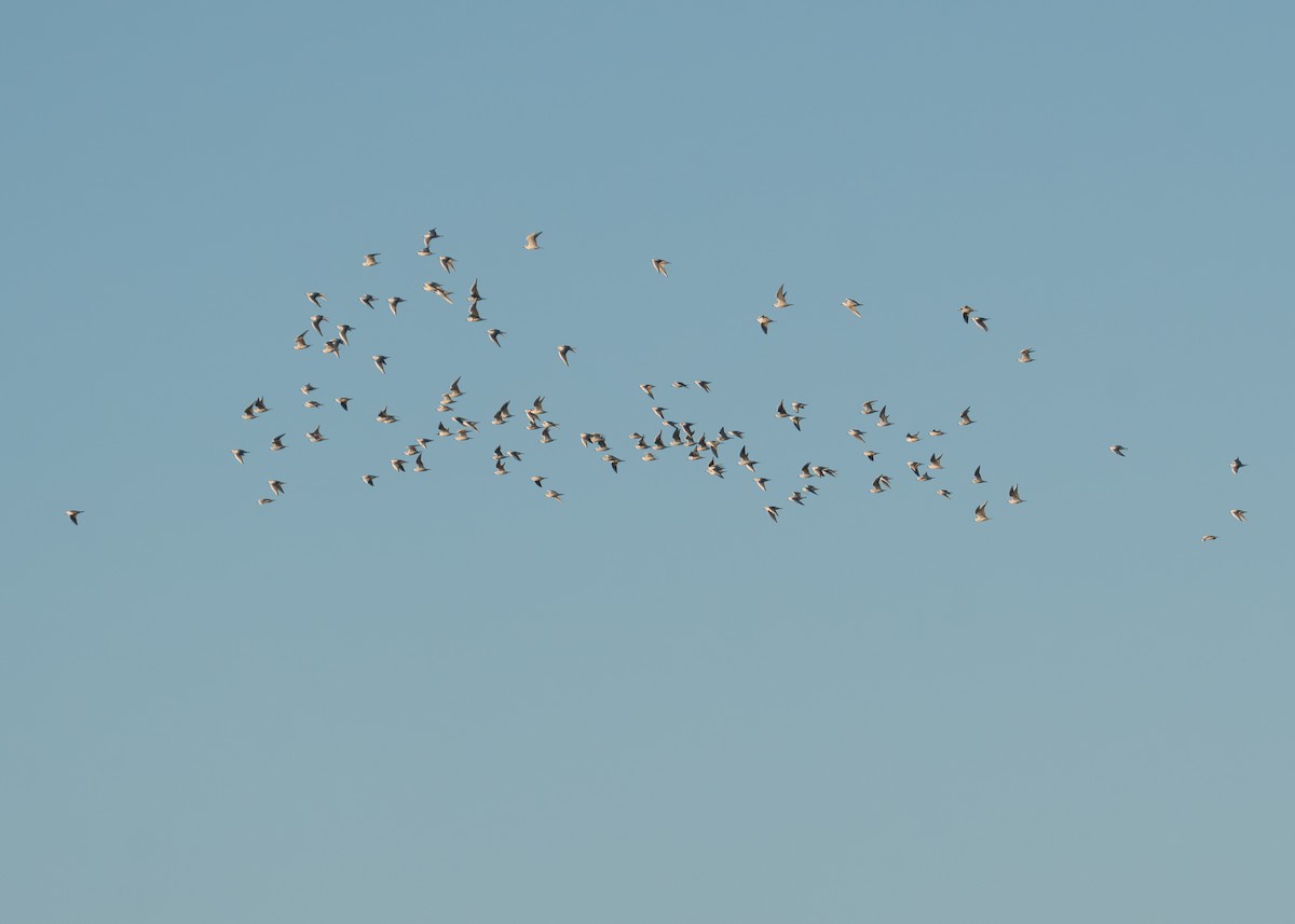 Bonaparte's Gull - ML644342419
