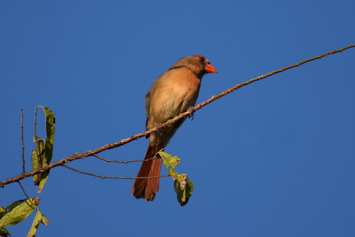 Northern Cardinal - ML644342427