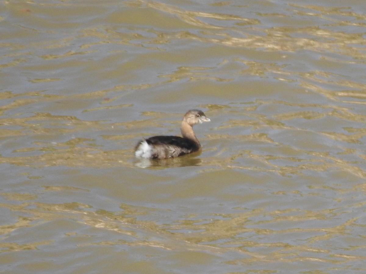 Pied-billed Grebe - ML644342429