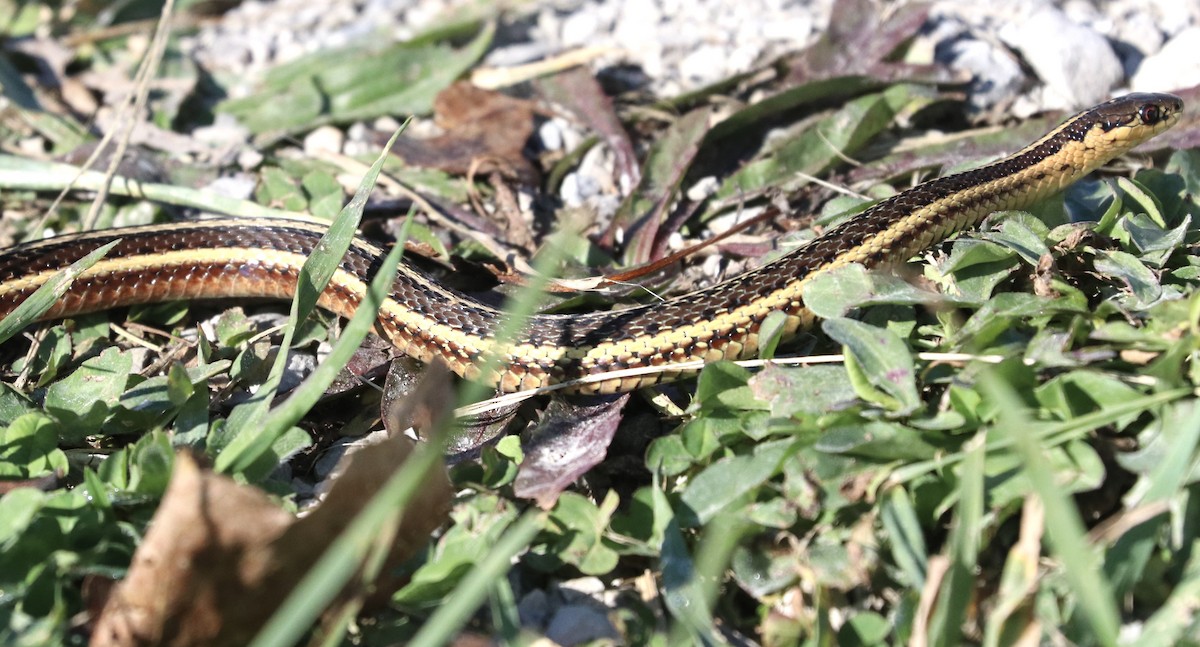 Butler's Garter Snake - ML644342431