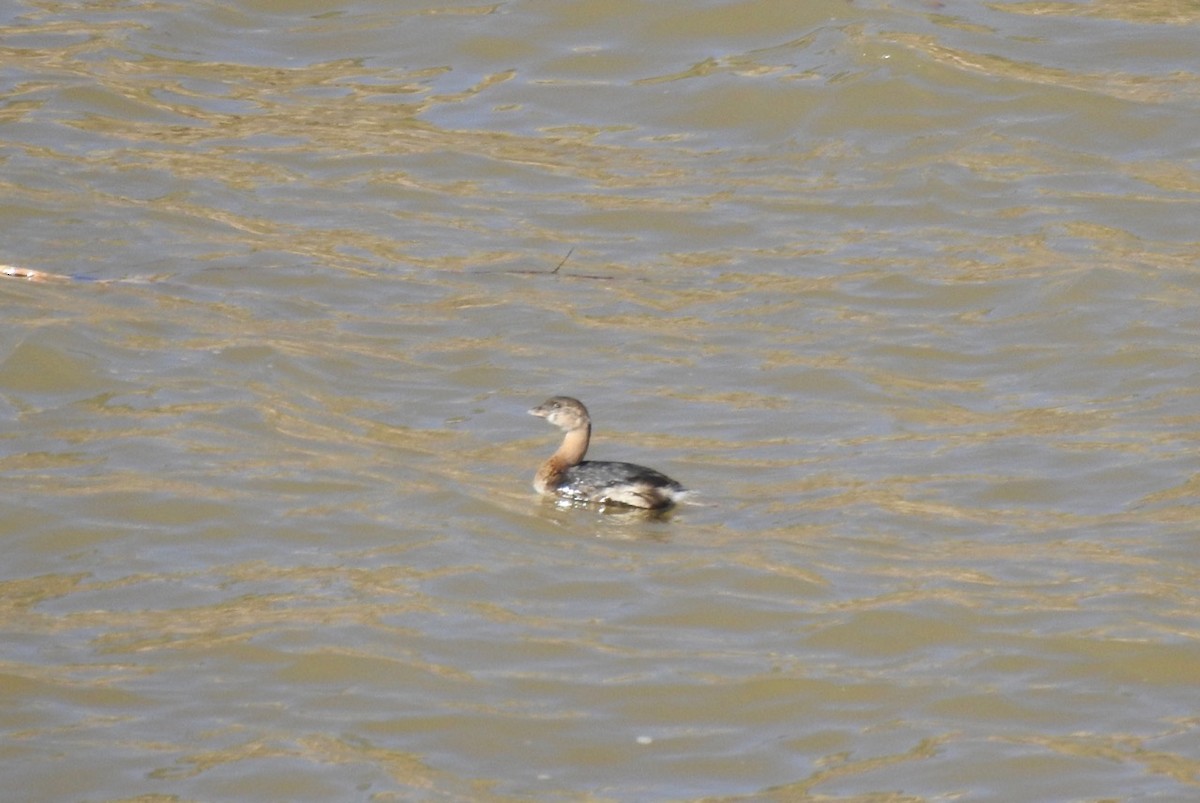 Pied-billed Grebe - ML644342432