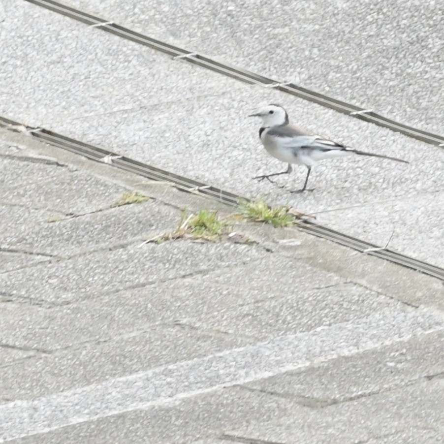 White Wagtail - ML644342449
