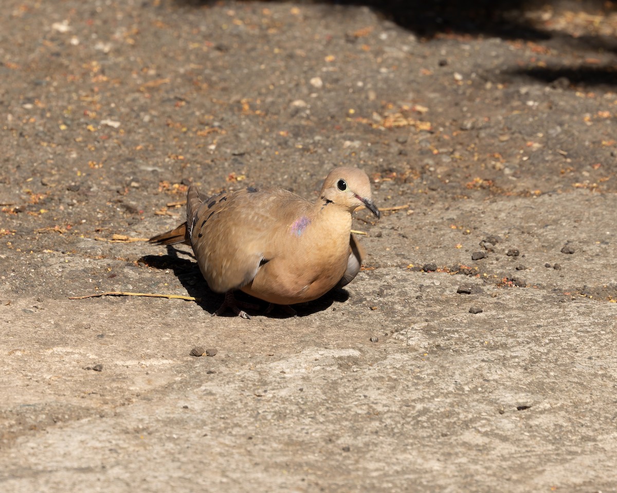 Zenaida Dove - ML644342455