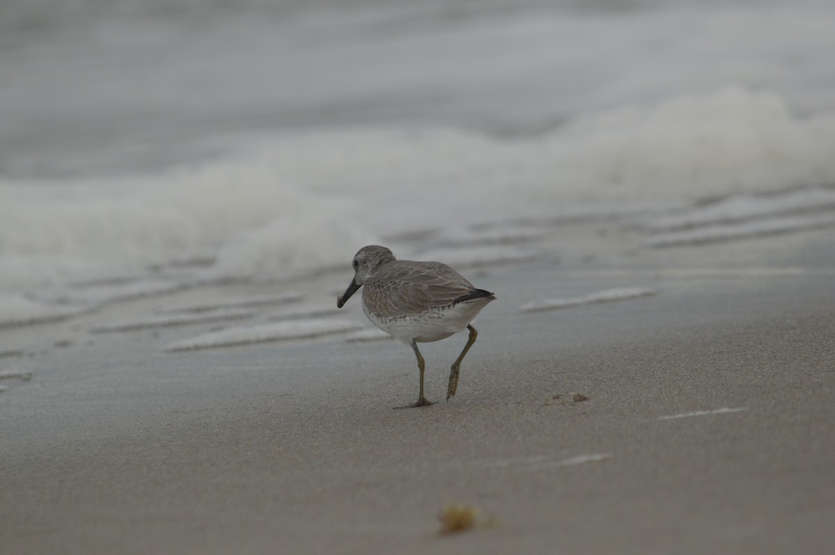 Red Knot - ML644342458