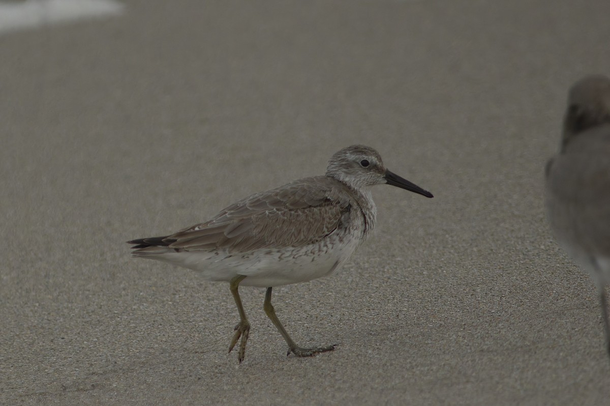 Red Knot - ML644342459