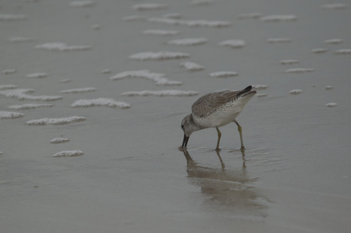 Red Knot - ML644342461