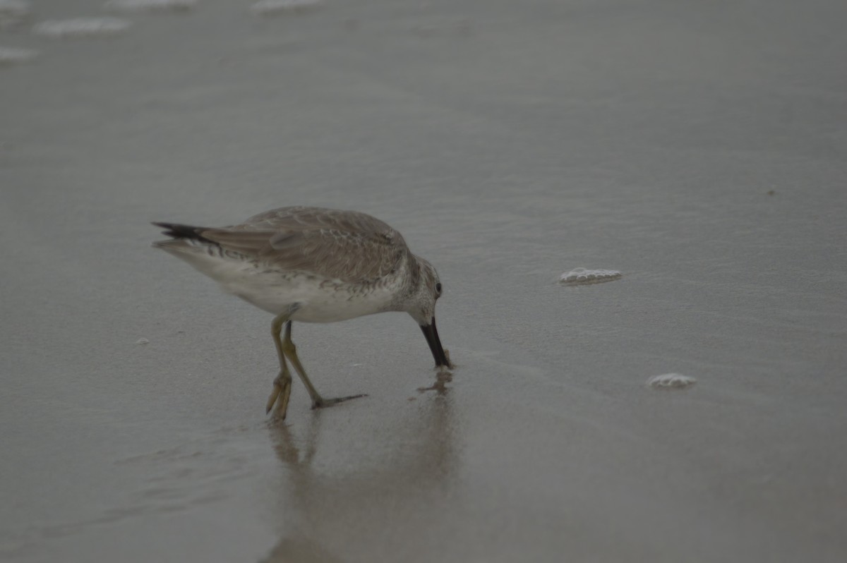 Red Knot - ML644342462