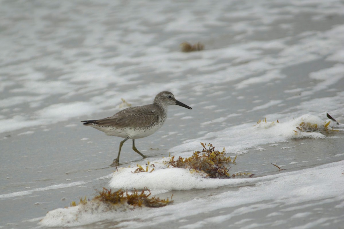 Red Knot - ML644342463