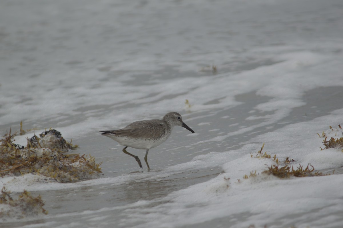 Red Knot - ML644342464