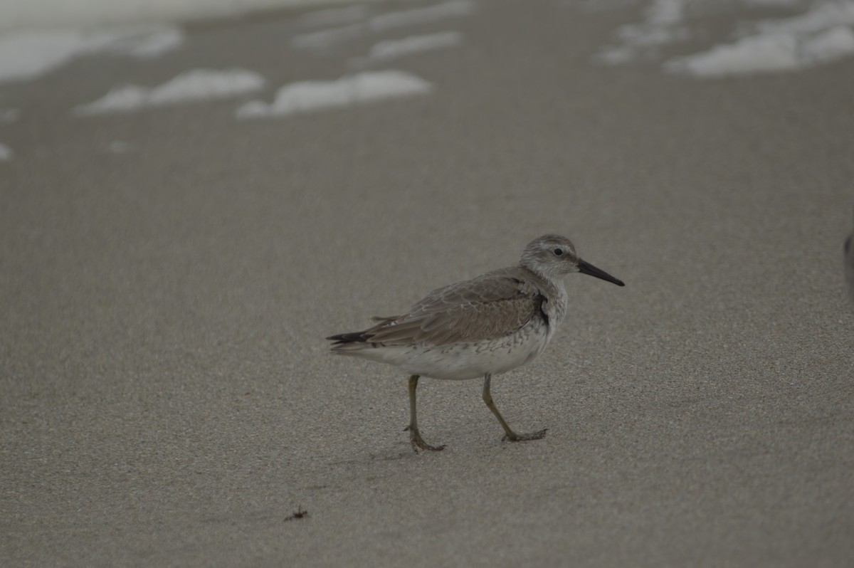 Red Knot - ML644342465
