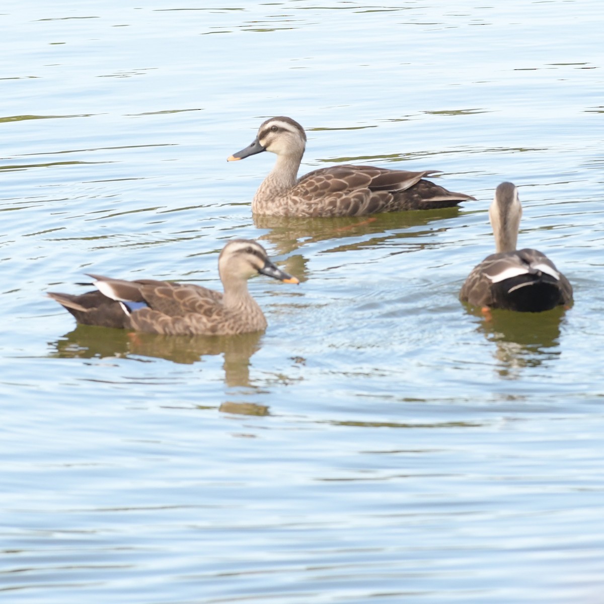 kinaand - ML644342467