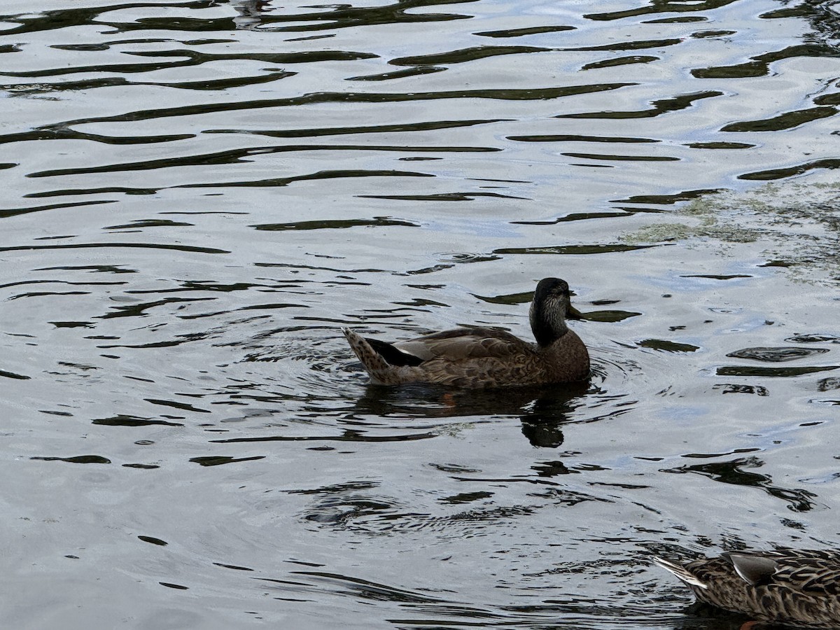 Mallard - ML644342471