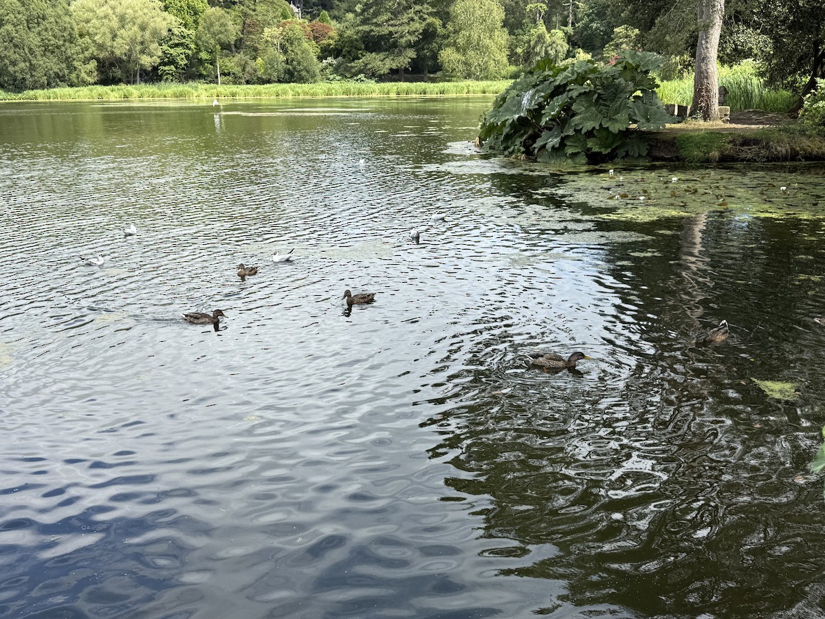 Mallard - ML644342472