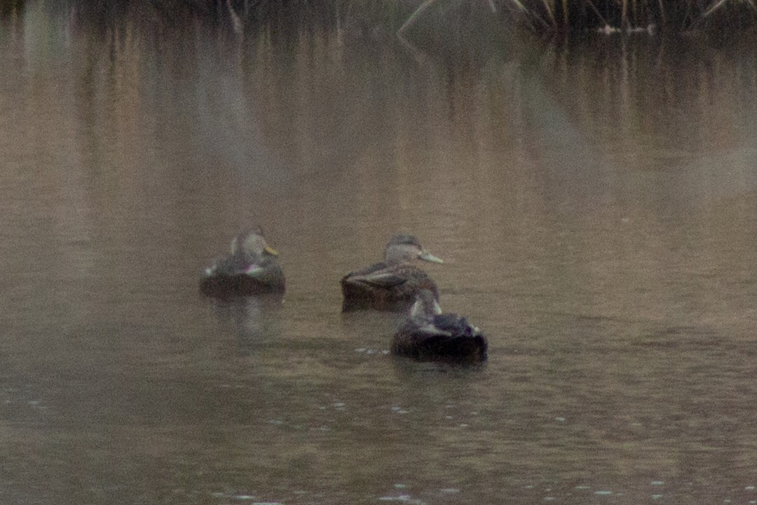 Mallard x American Black Duck (hybrid) - ML644342473
