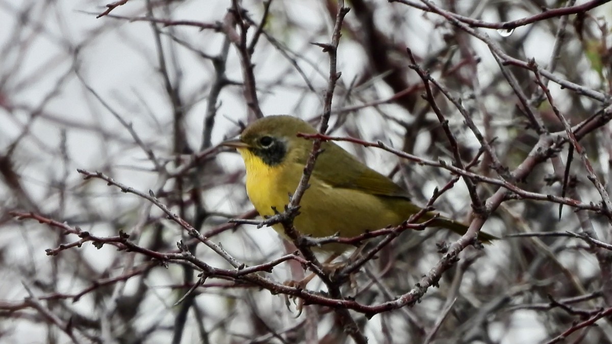 Common Yellowthroat - ML644342482
