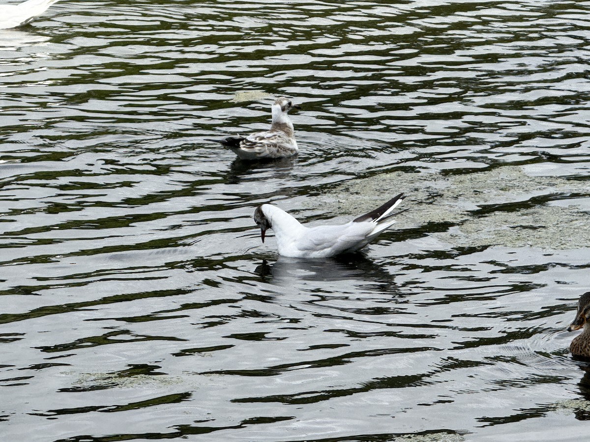 Black-headed Gull - ML644342483