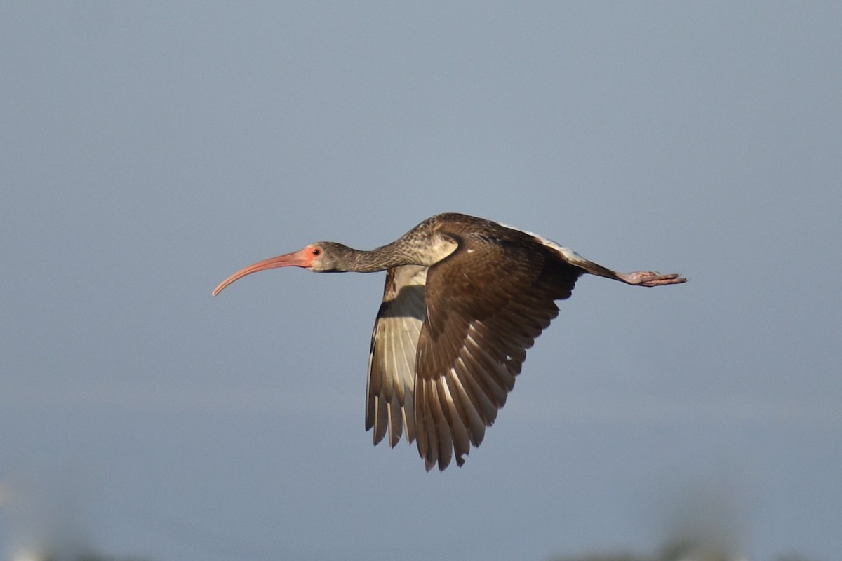 White Ibis - ML644342492