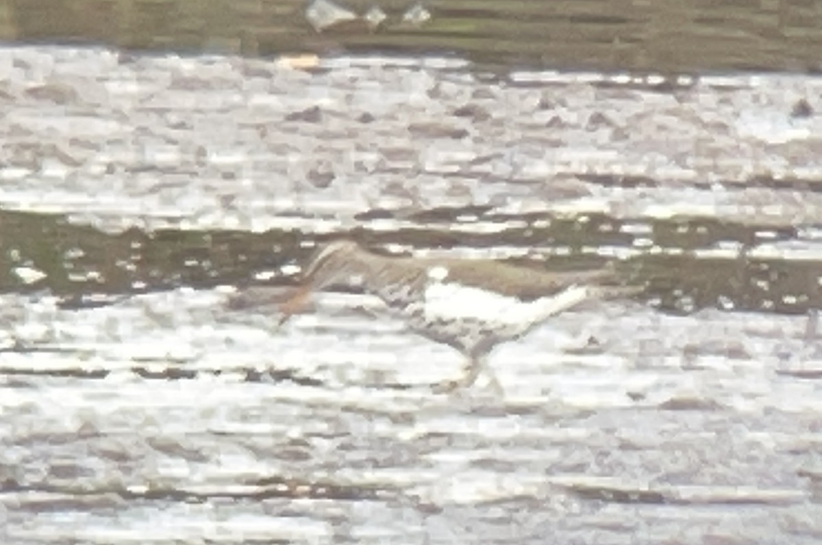 Spotted Sandpiper - ML644342493