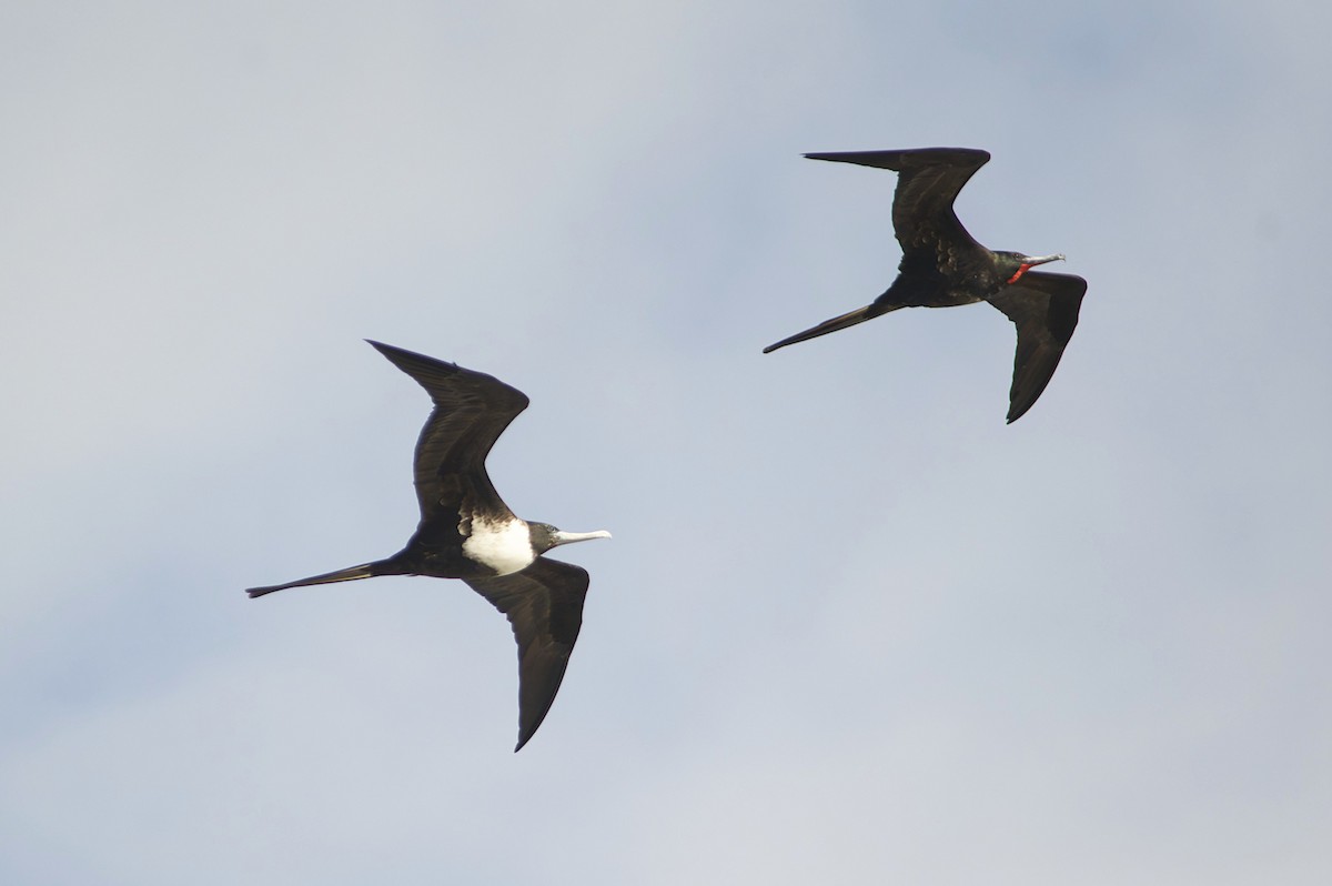 Magnificent Frigatebird - ML644342494