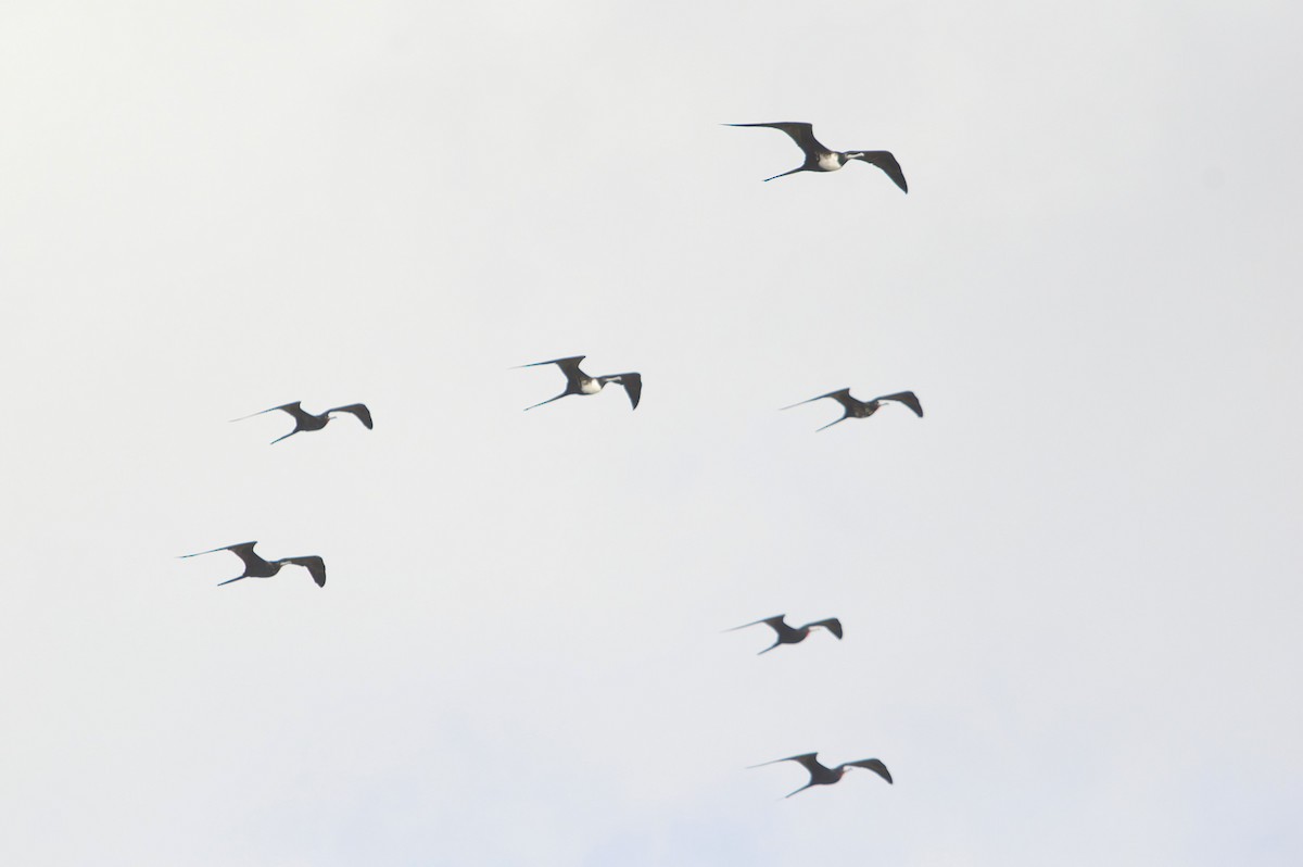 Magnificent Frigatebird - ML644342495