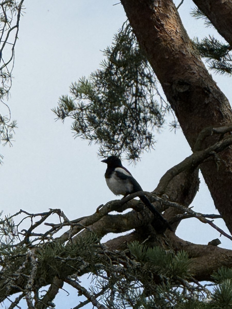 Eurasian Magpie - ML644342500