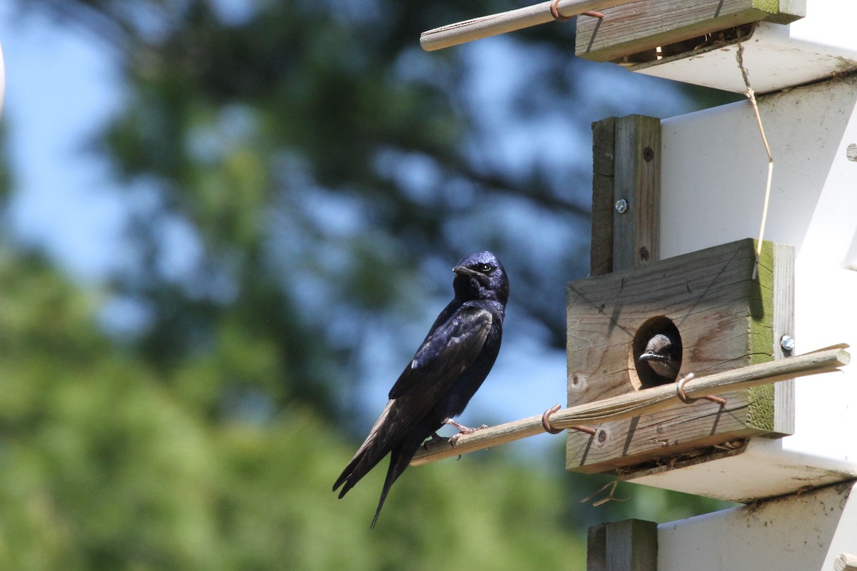 Purple Martin - ML644342557