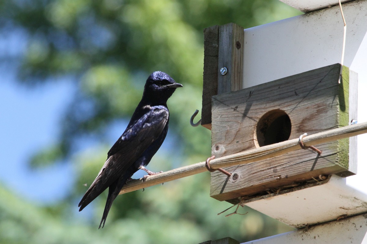 Purple Martin - ML644342558