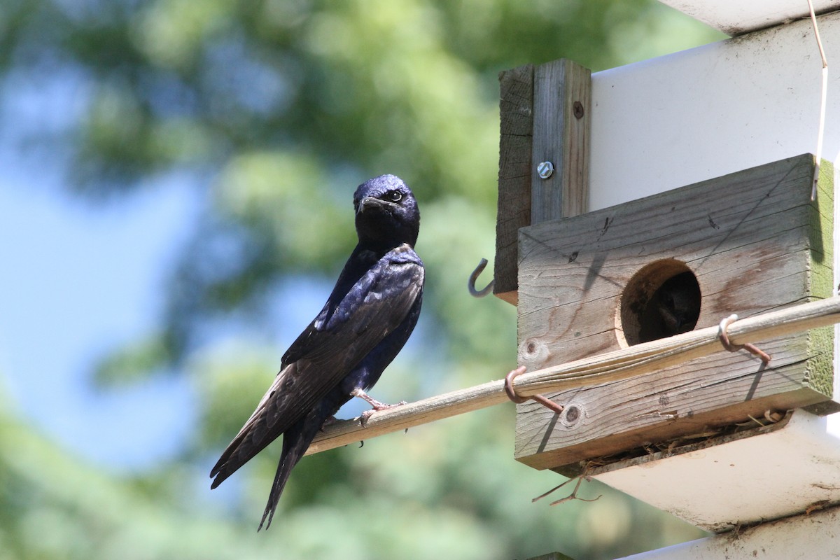 Purple Martin - ML644342559