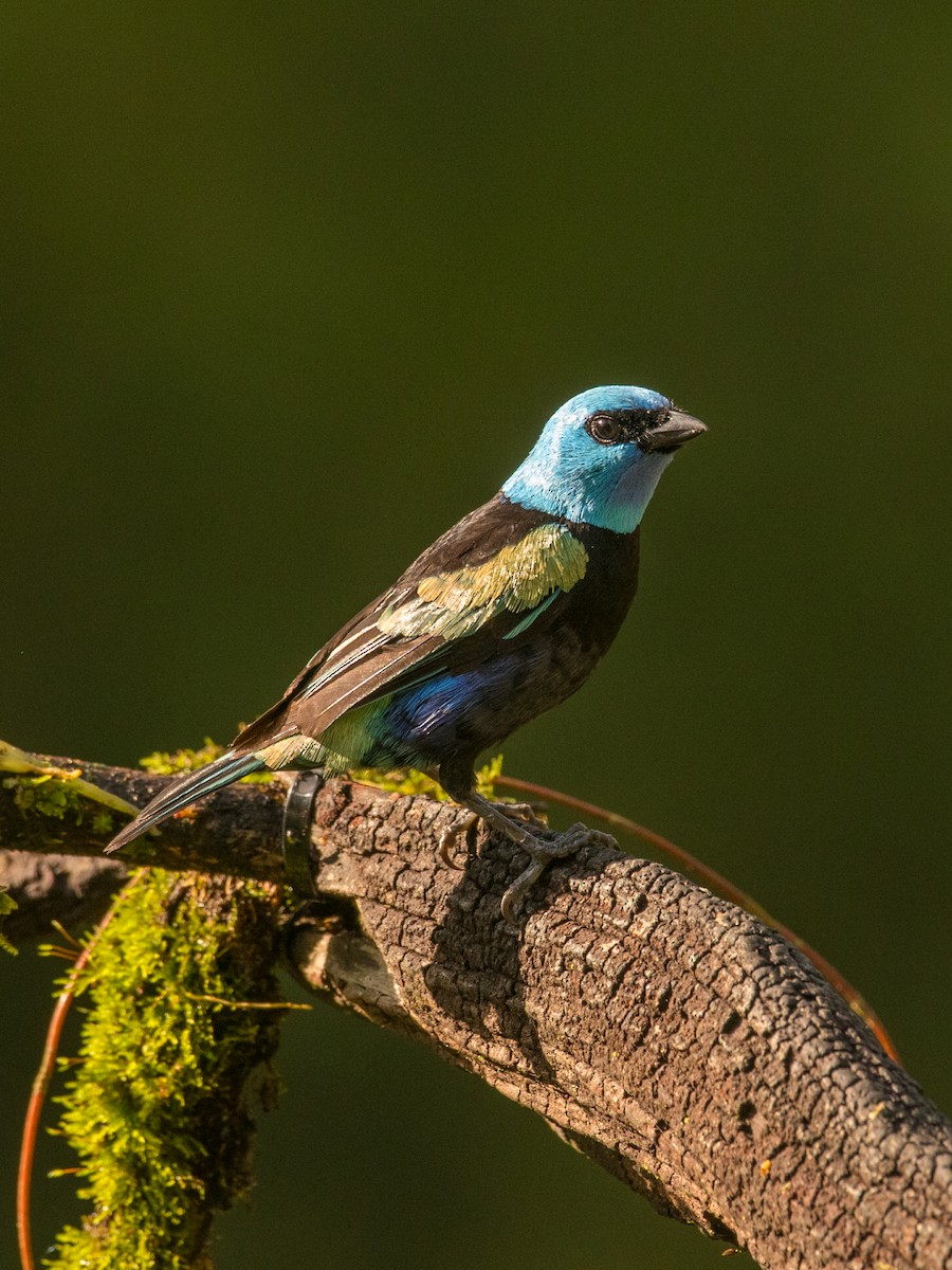 Blue-necked Tanager - ML644342570